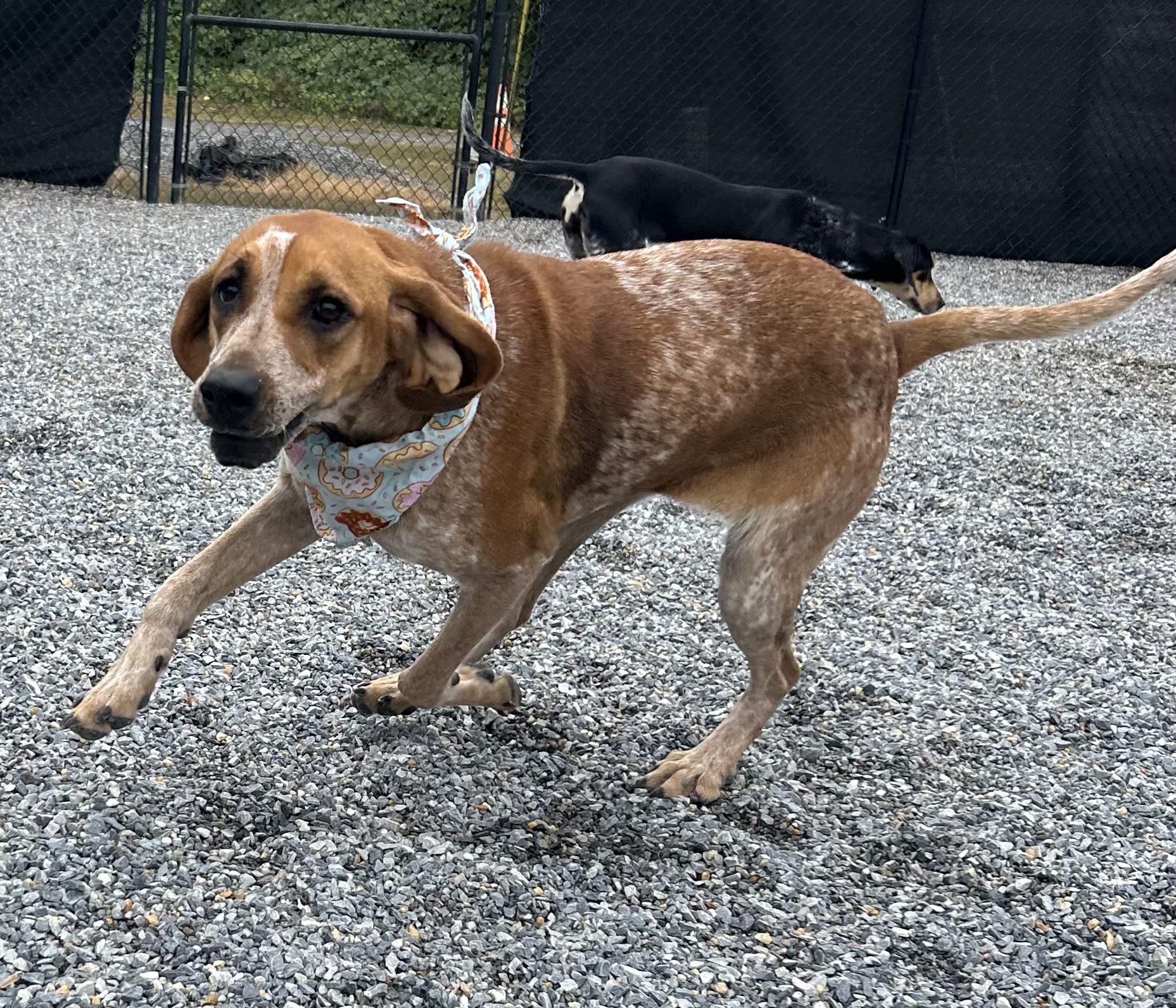 May-Belle, a Adoptable Redbone Coonhound in Marion, NC image 5/5