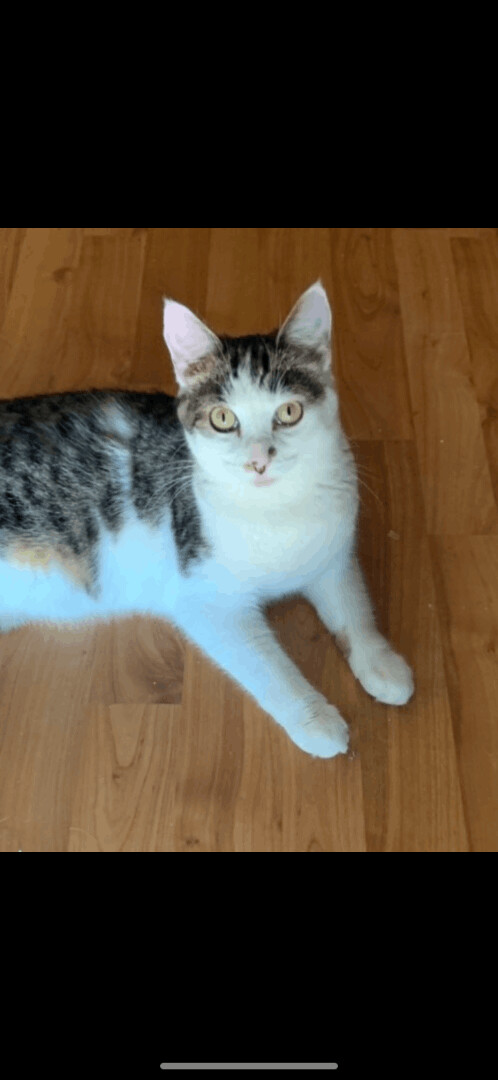 Ava