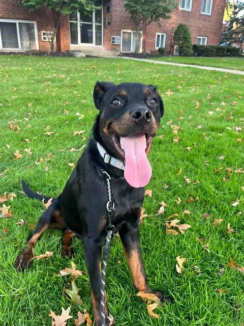 Enlarge Gordon, a Adopted mixed breed in Parma, OH image 4/5