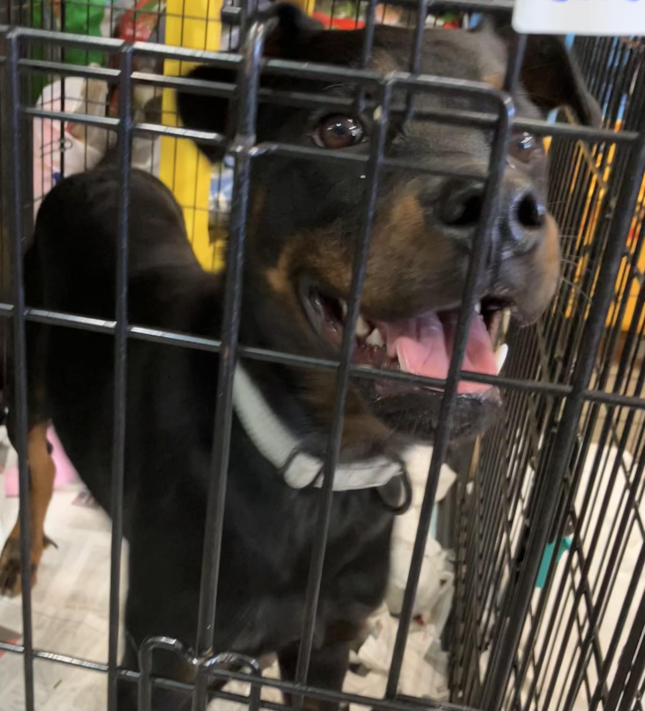Enlarge Gordon, a Adopted mixed breed in Parma, OH image 3/5