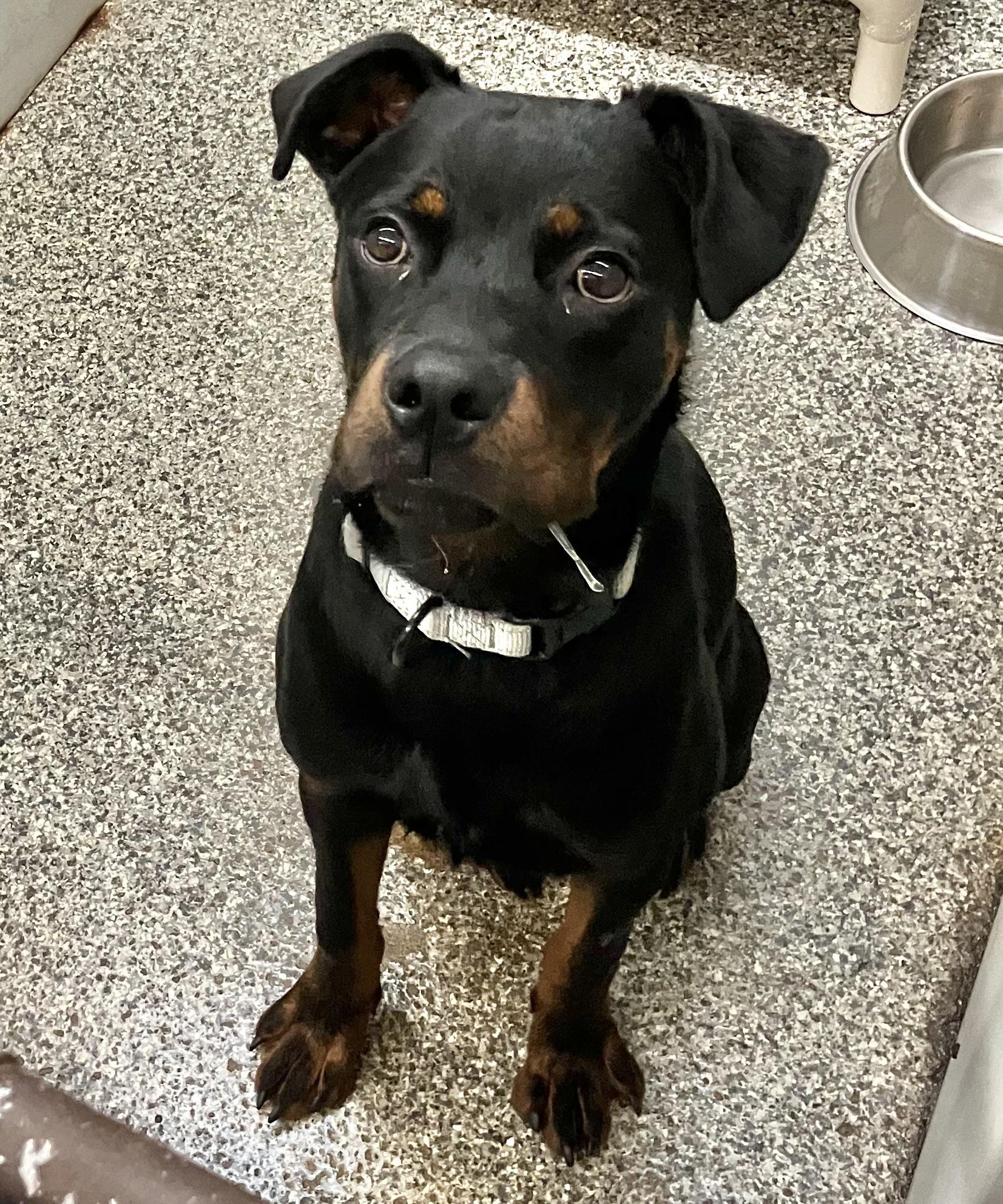 Enlarge Gordon, a Adopted mixed breed in Parma, OH image 2/5