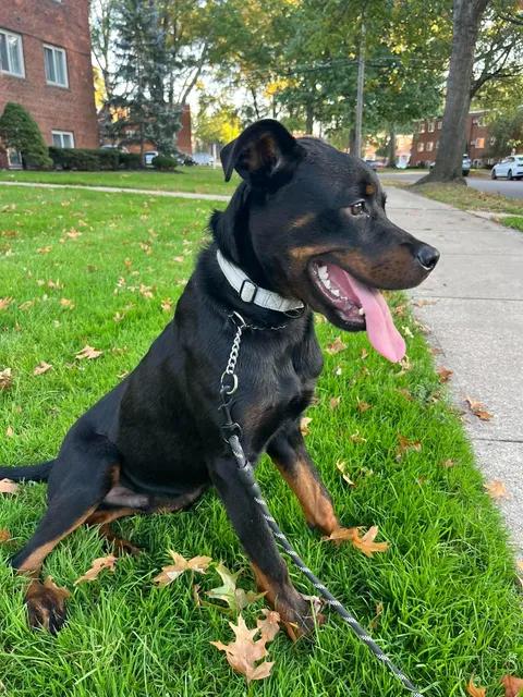 Enlarge Gordon, a Adopted mixed breed in Parma, OH image 5/5