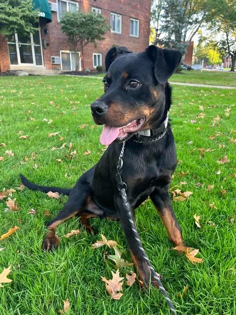 Enlarge Gordon, a Adopted mixed breed in Parma, OH image 1/5