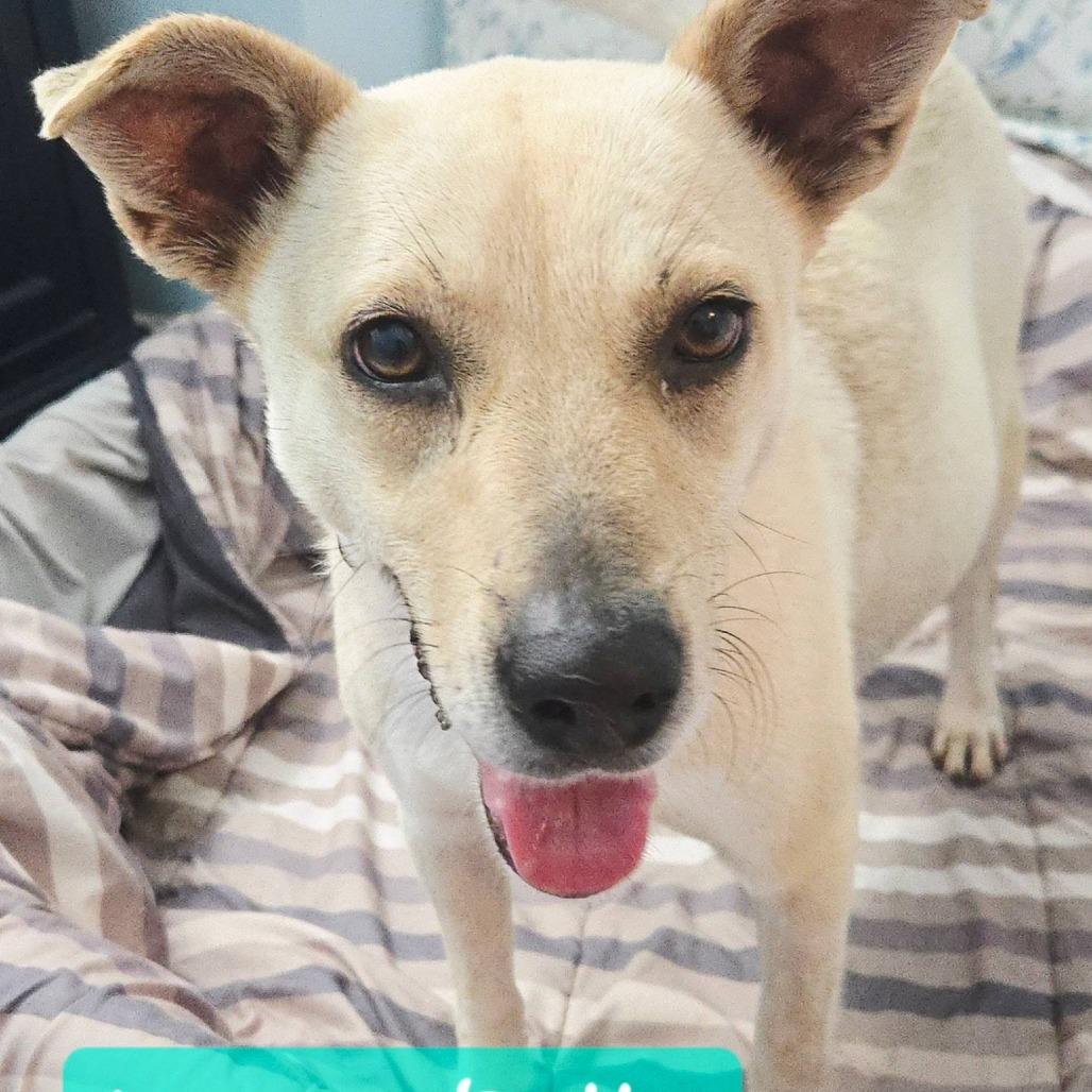 Andy (Belle's Baby), Adoptable, Puppy Male Mixed Breed.