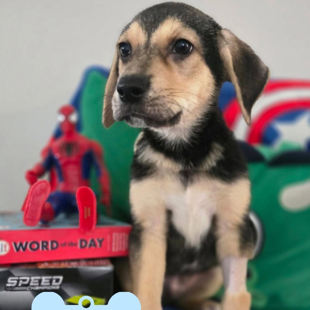 Andy (Belle's Baby), a Adoptable Mixed Breed in Myrtle Beach, SC image 4/4