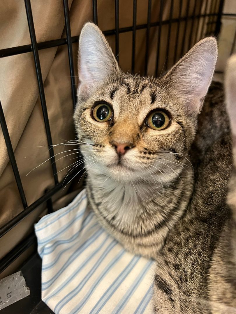 Cat for adoption Khaos, a Domestic Short Hair in Mokena, IL Petfinder