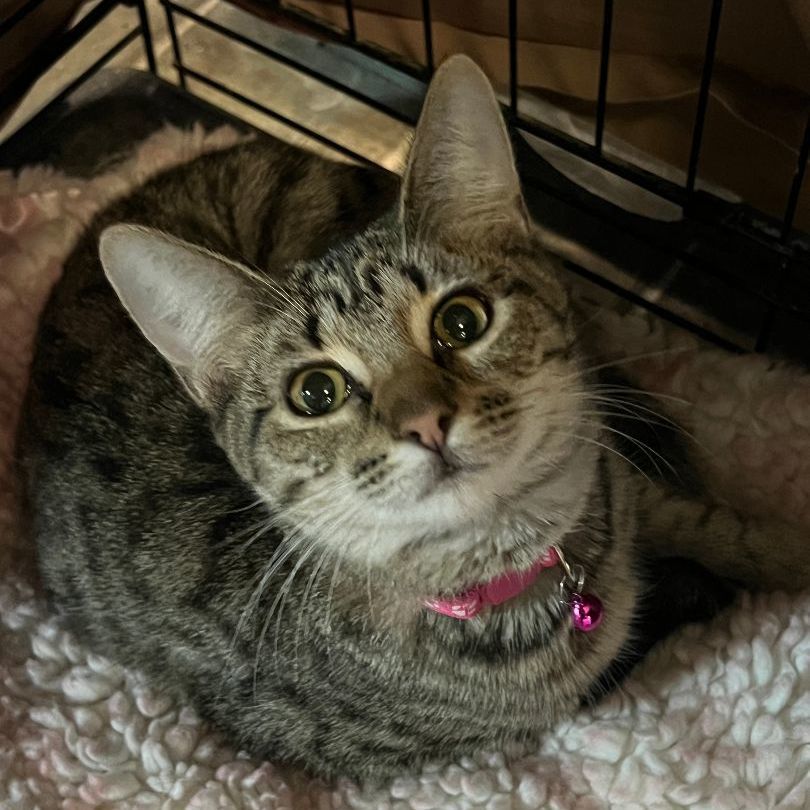 Cat for adoption Khaos, a Domestic Short Hair in Mokena, IL Petfinder