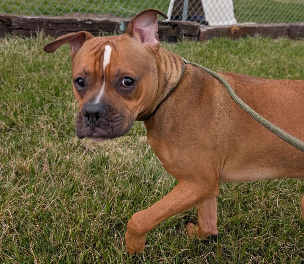 Enlarge Pepper - PENDING ADOPTION, a Adoptable mixed breed in Defiance, OH image 1/6