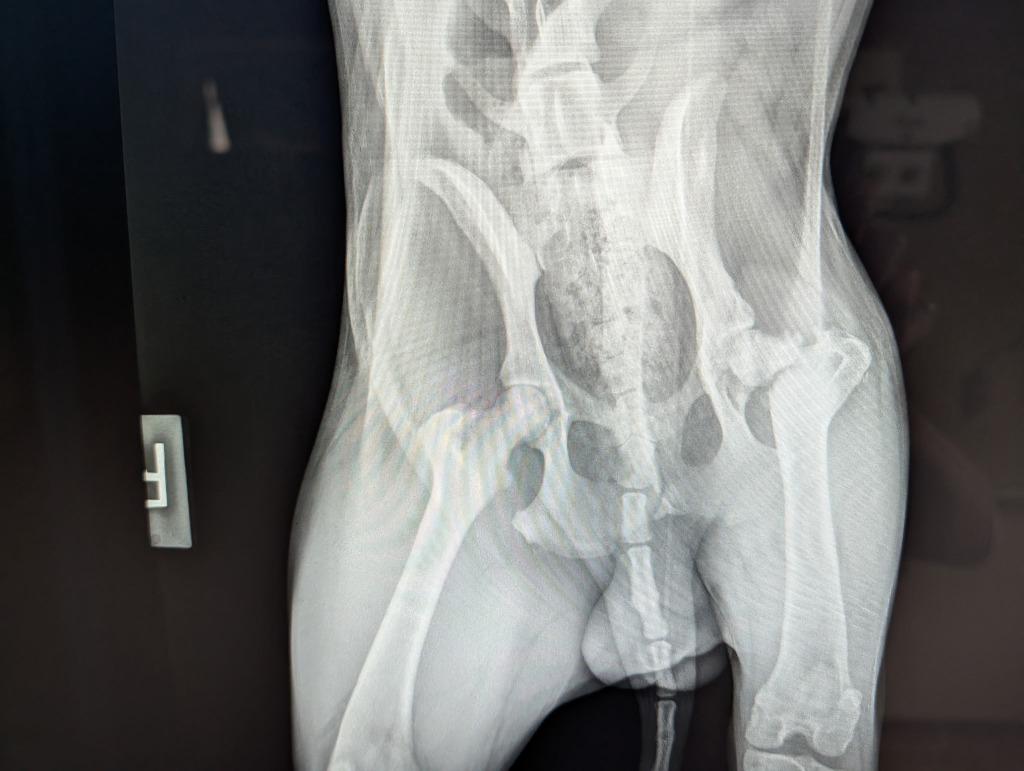 Enlarge Pepper - PENDING ADOPTION, a Adoptable mixed breed in Defiance, OH image 2/6