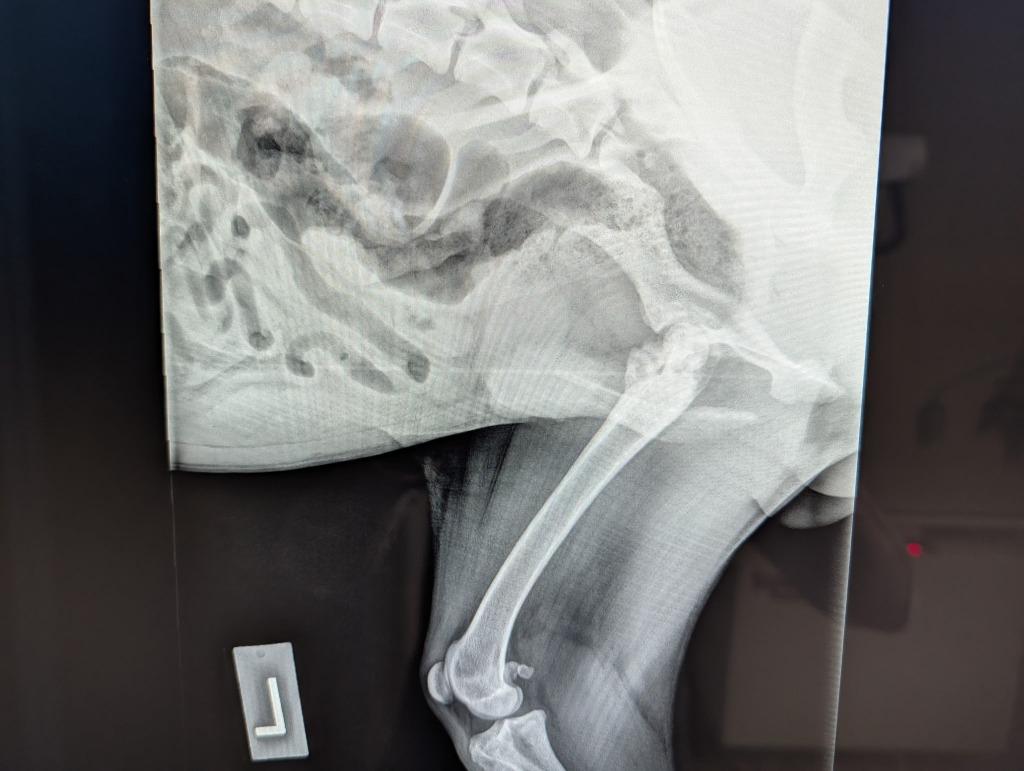 Enlarge Pepper - PENDING ADOPTION, a Adoptable mixed breed in Defiance, OH image 3/6