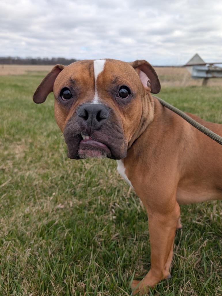 Enlarge Pepper - PENDING ADOPTION, a Adoptable mixed breed in Defiance, OH image 4/6