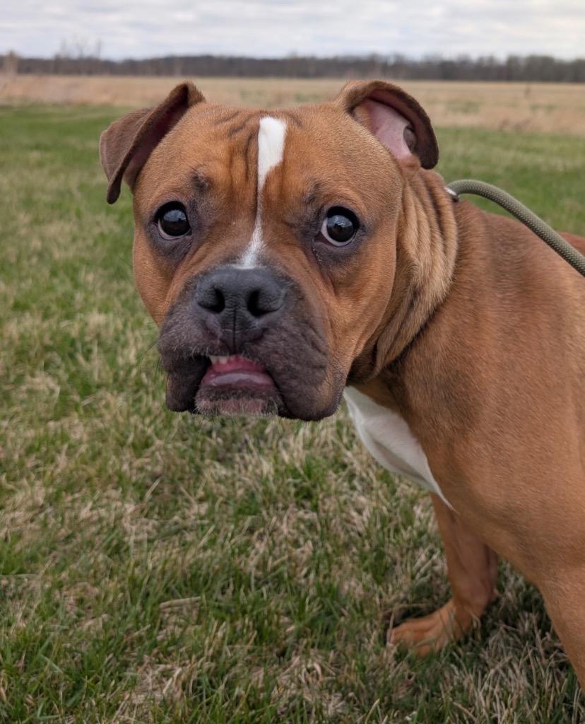 Enlarge Pepper - PENDING ADOPTION, a Adoptable mixed breed in Defiance, OH image 5/6