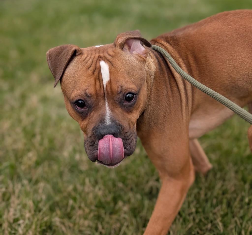 Enlarge Pepper - PENDING ADOPTION, a Adoptable mixed breed in Defiance, OH image 6/6