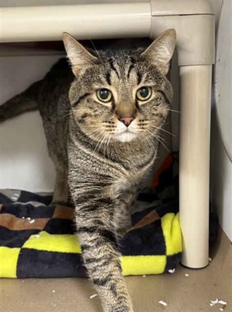 BUCK, Adoptable, Young Male Domestic Short Hair.