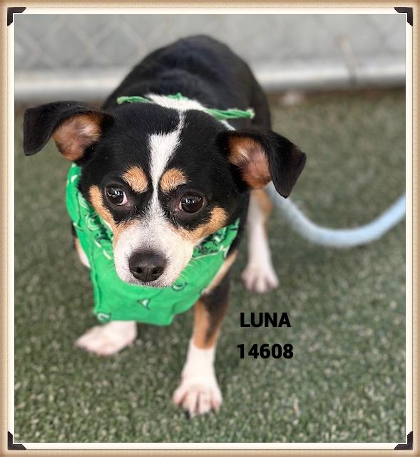 LUNA, adoptable, Adult Female Chihuahua.
