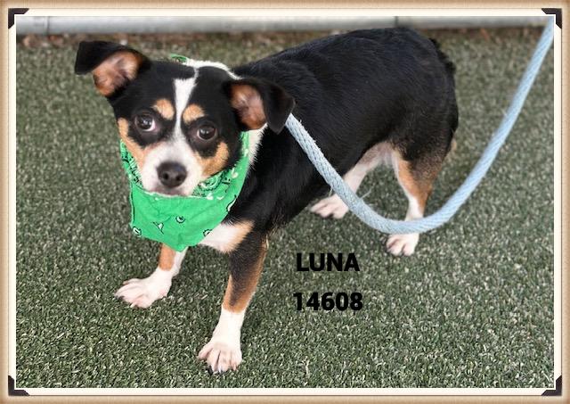 Enlarge LUNA, an adoptable mixed breed in Marietta, GA image 2/5