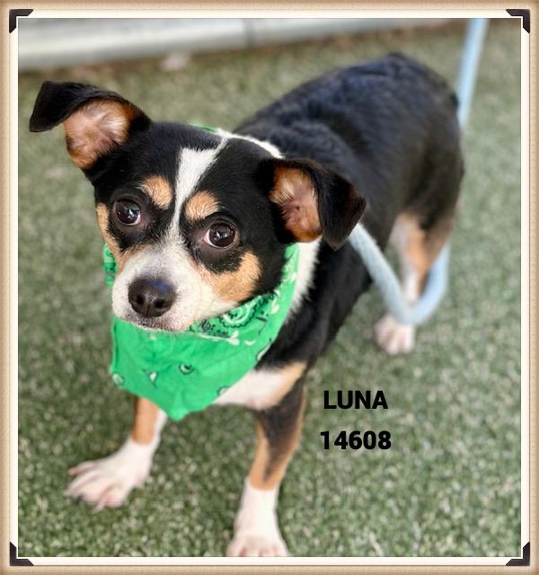 Enlarge LUNA, an adoptable mixed breed in Marietta, GA image 3/5