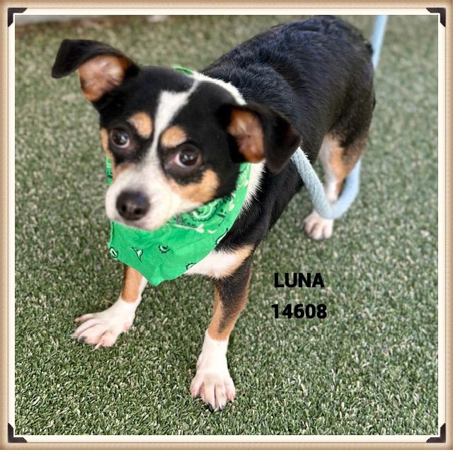 Enlarge LUNA, an adoptable mixed breed in Marietta, GA image 4/5