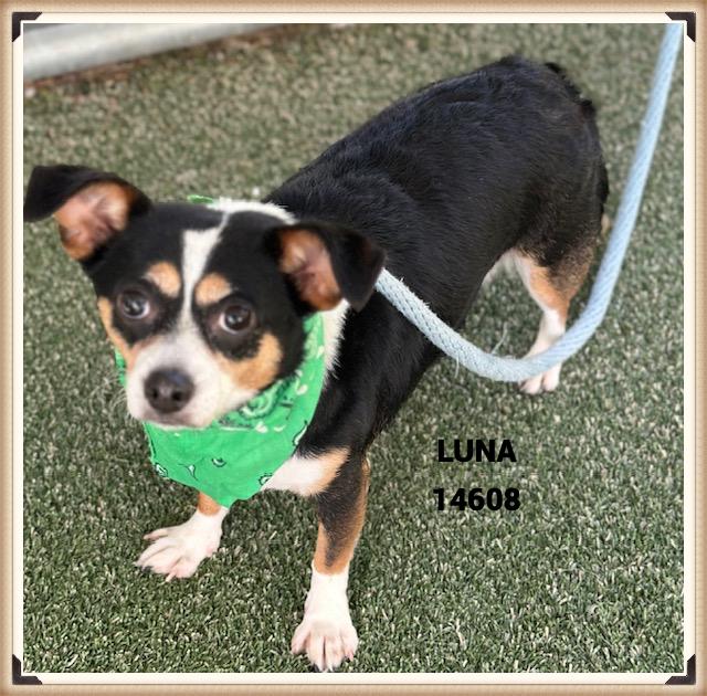 Enlarge LUNA, an adoptable mixed breed in Marietta, GA image 5/5