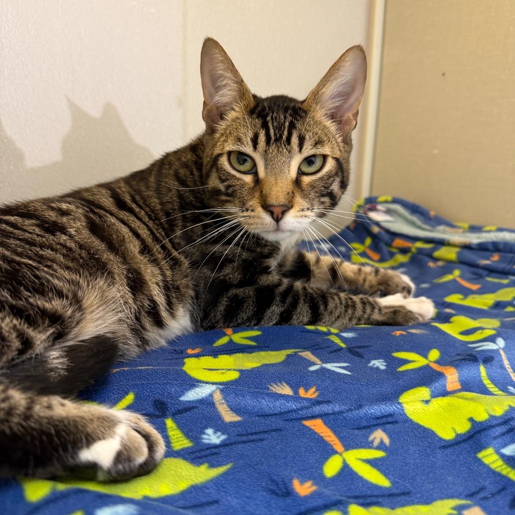 Benny, Adoptable, Young Male Domestic Short Hair.