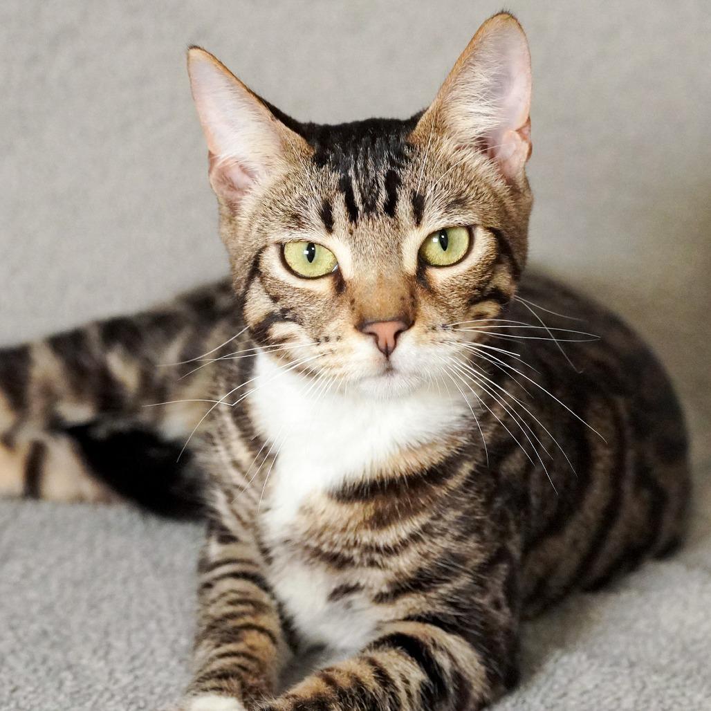 Enlarge Benny, a Adoptable Domestic Short Hair in Sunnyvale, CA image 3/4