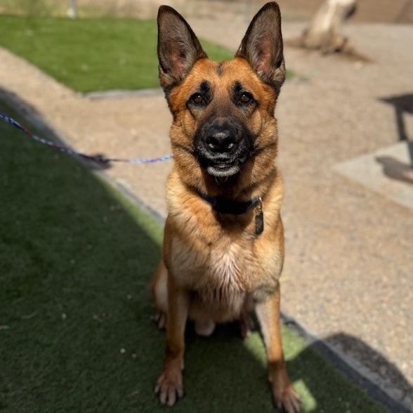 Enlarge Max, a Adoptable mixed breed in Bullhead City, AZ image 1/2