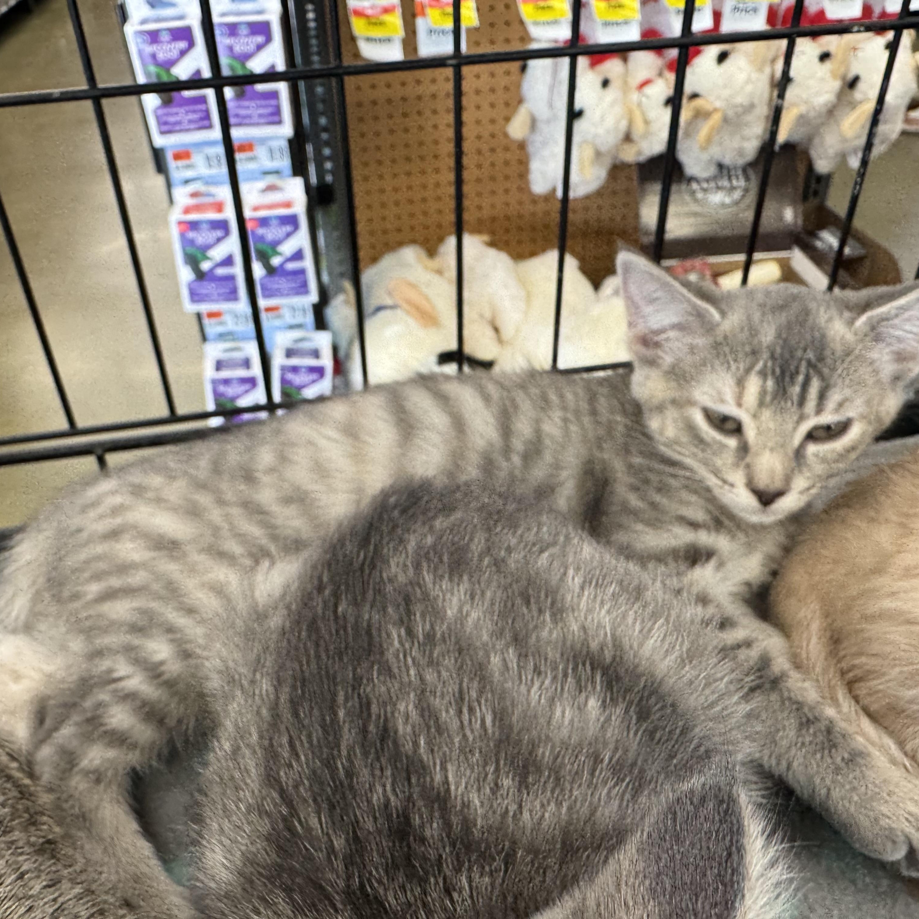 Ashley, an adopted Domestic Short Hair in Easley, SC image 2/2
