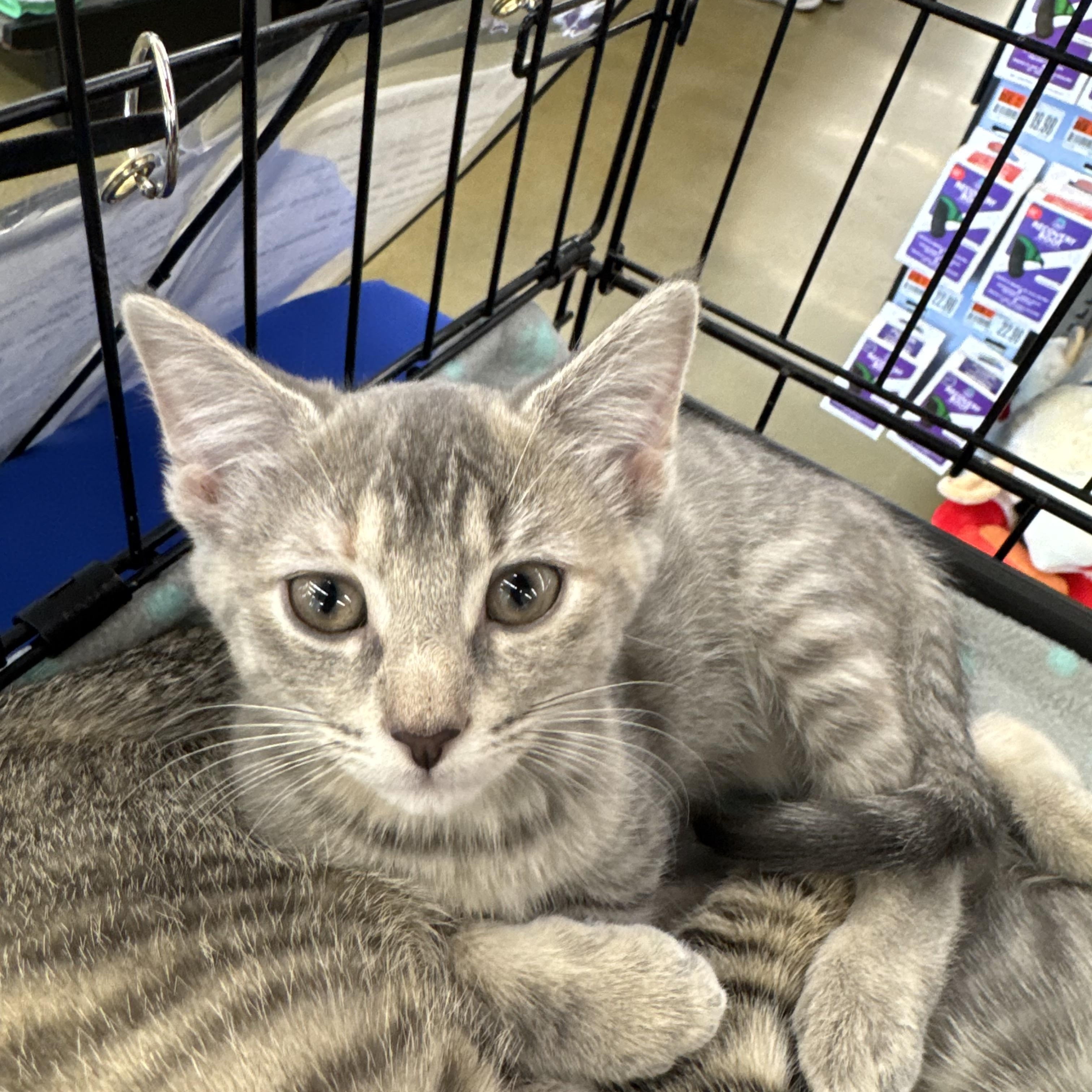 Ashley, an adopted Domestic Short Hair in Easley, SC image 1/2