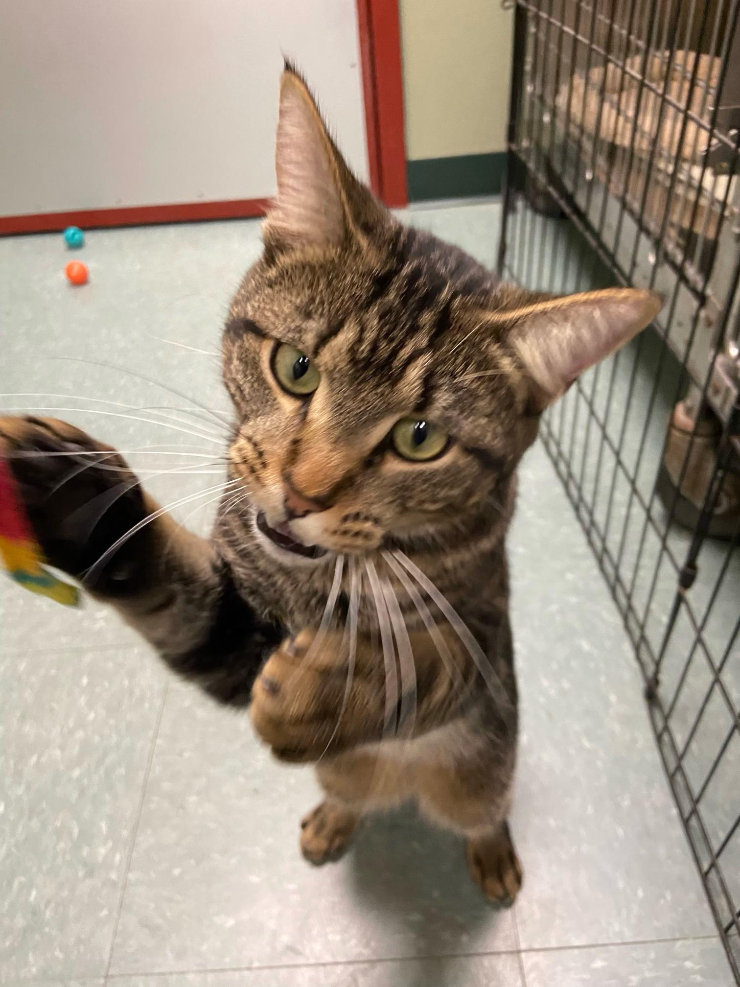 Enlarge Oscar, a Adoptable Domestic Short Hair in Warwick, RI image 2/3