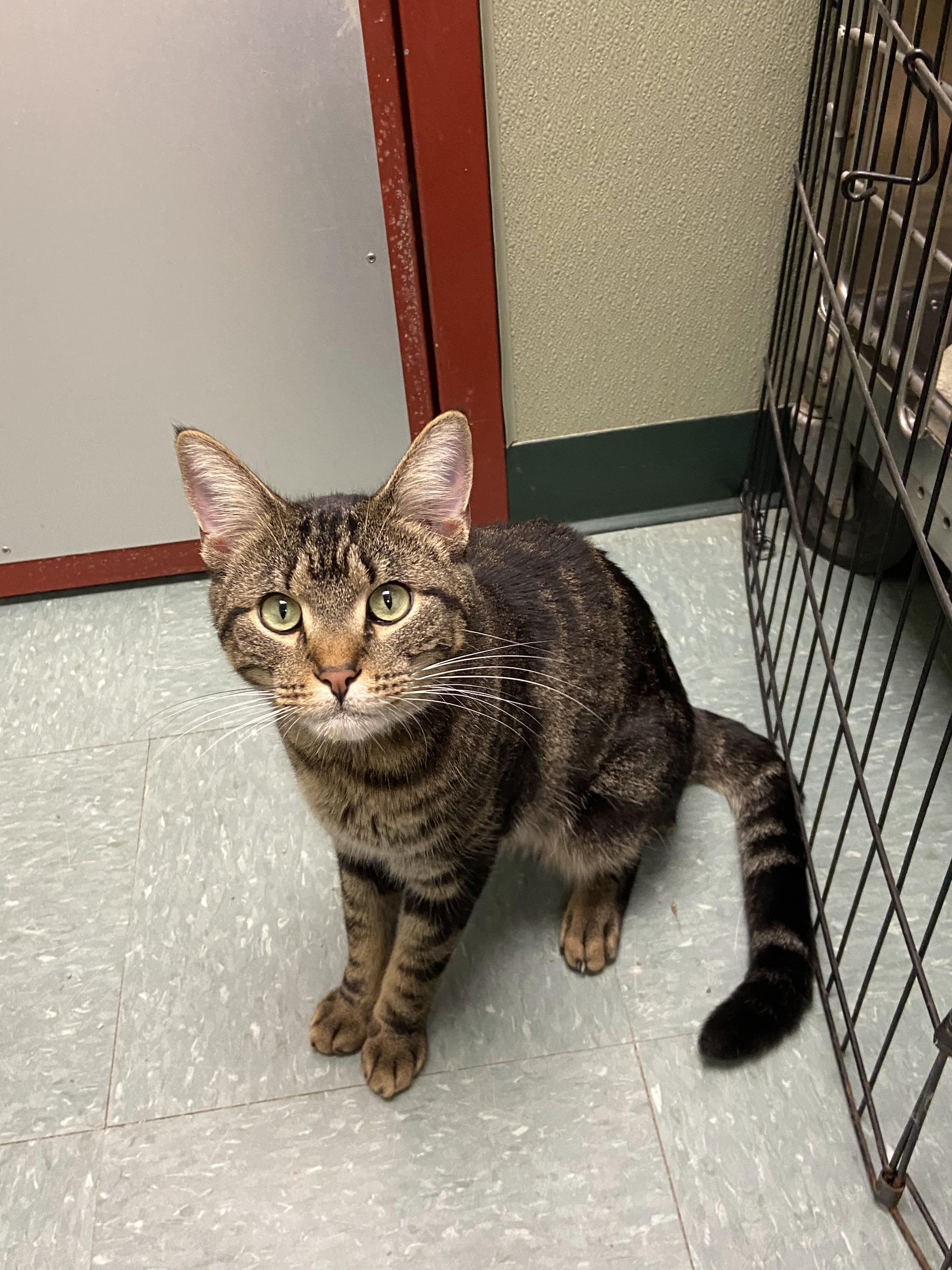 Enlarge Oscar, a Adoptable Domestic Short Hair in Warwick, RI image 3/3