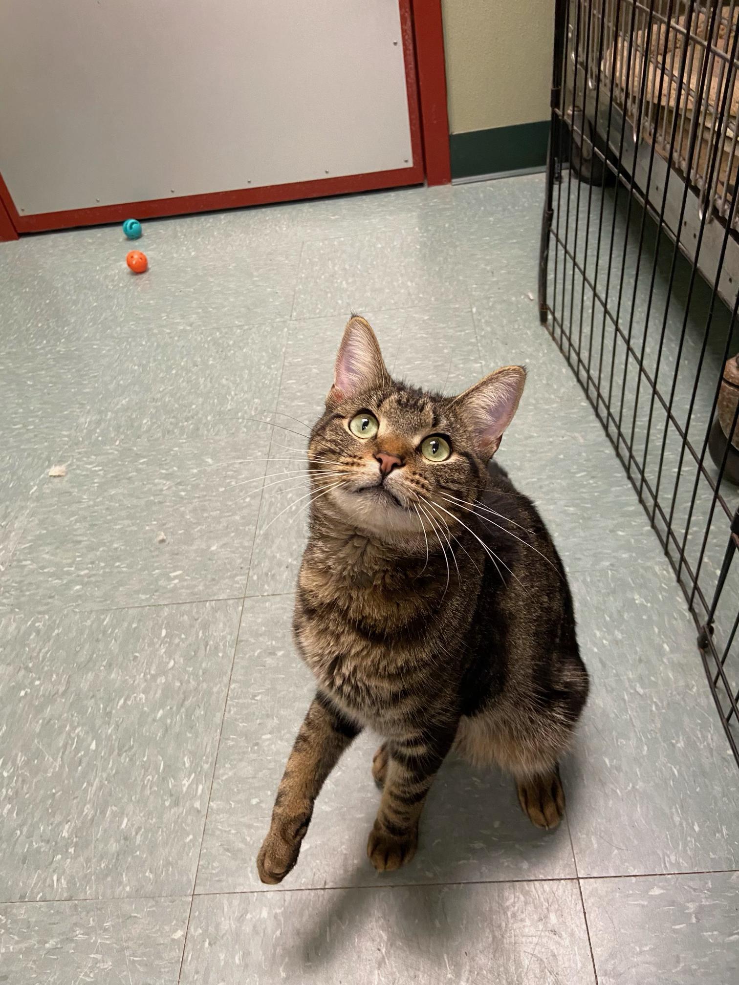 Oscar, Adoptable, Adult Male Domestic Short Hair.
