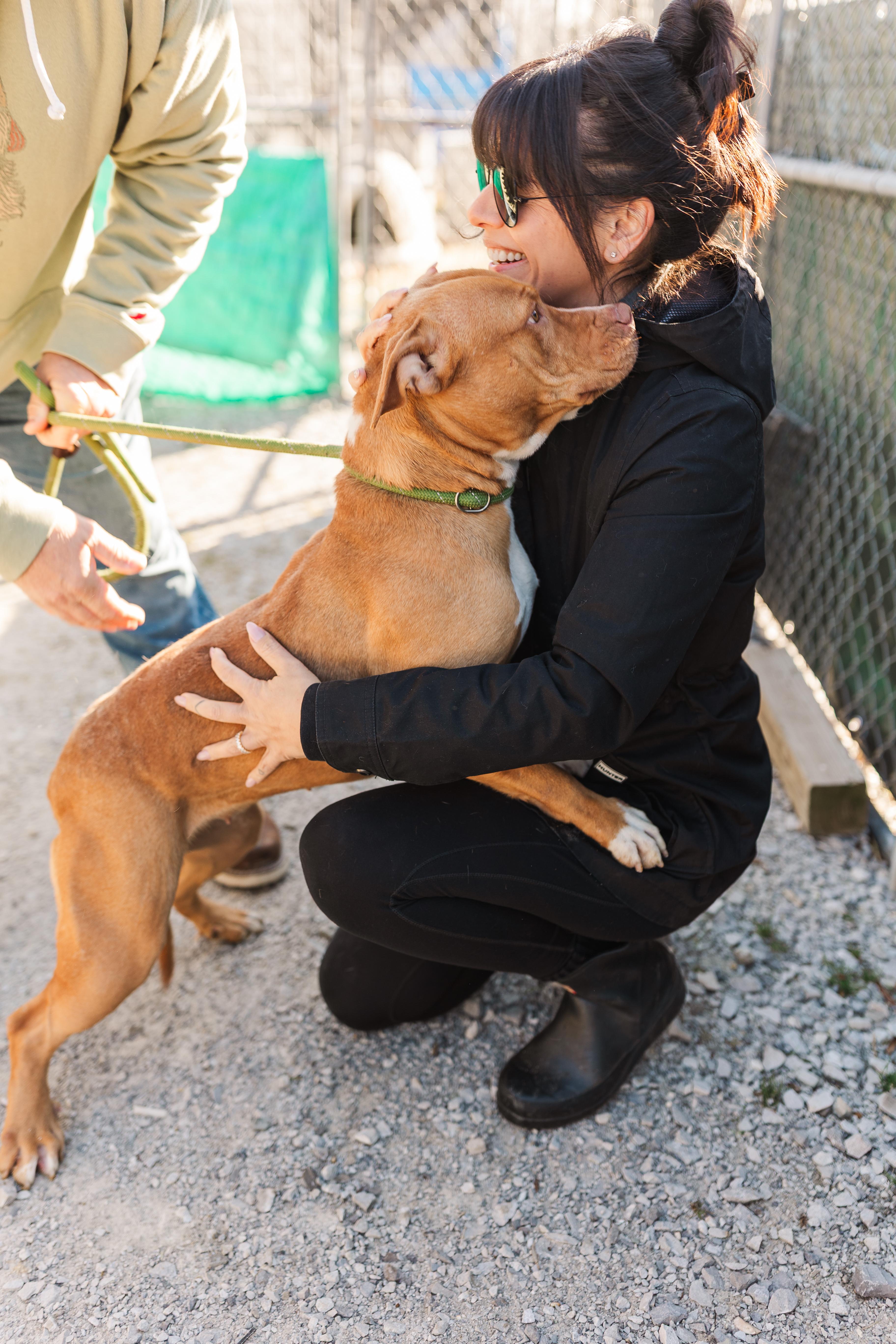 Enlarge South, an adopted Mixed Breed in Manchester, TN image 2/3
