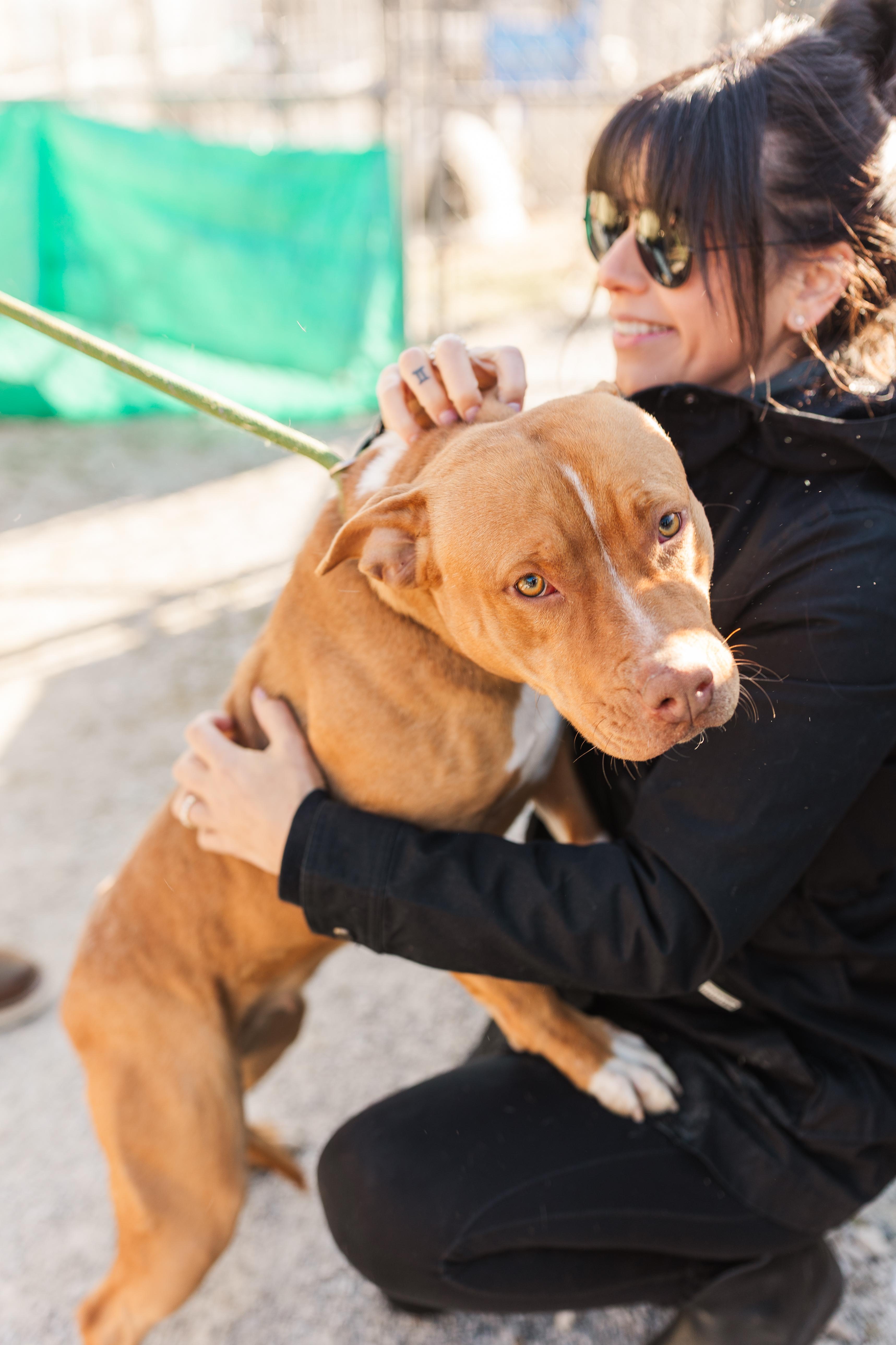 South, adopted, Young Female Mixed Breed.