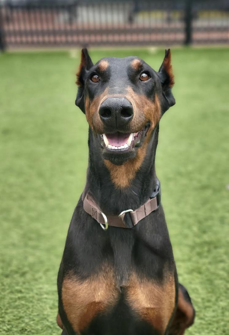 Rihanna Doberman Pinscher Dog