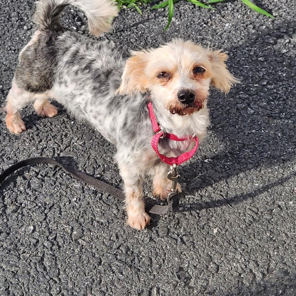 Ginger, Adoptable, Senior Female Maltese & Yorkshire Terrier.