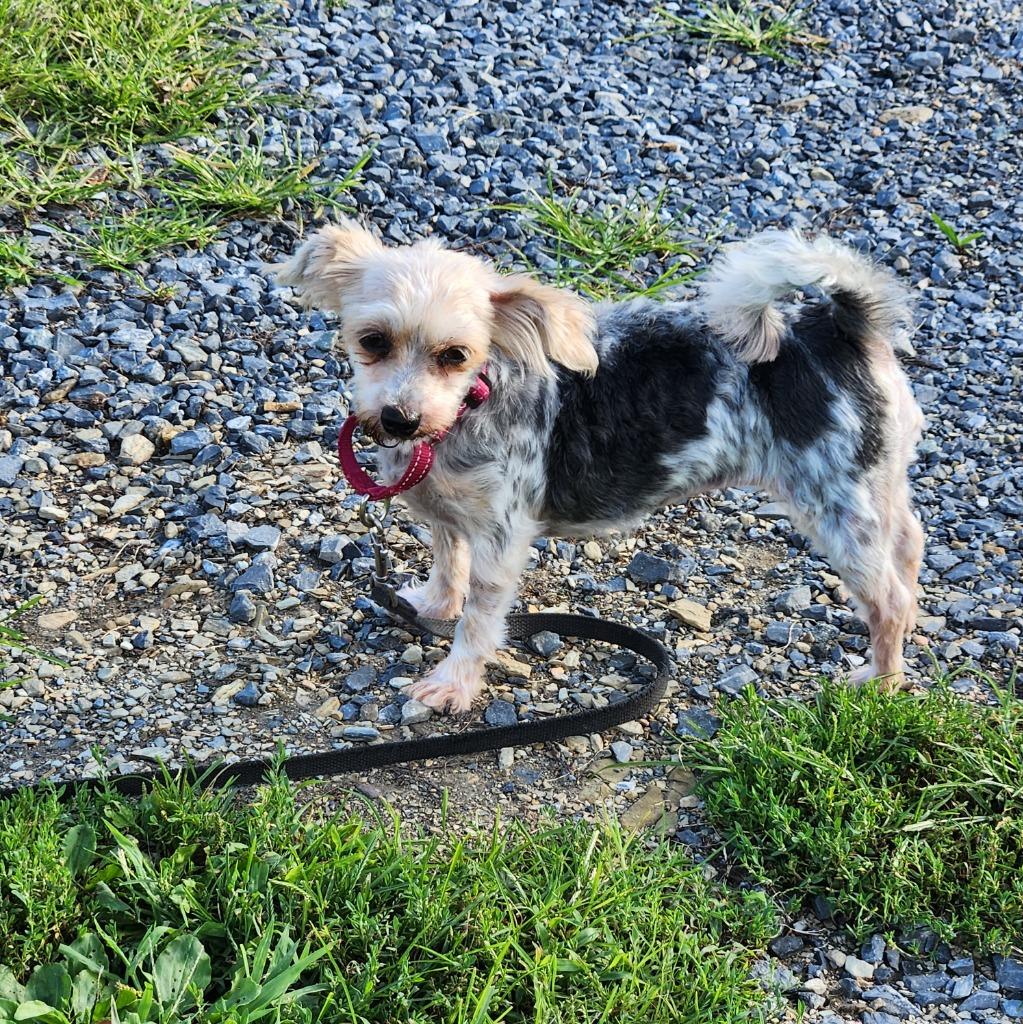 Enlarge Ginger, a Adoptable mixed breed in Walnutport, PA image 2/2