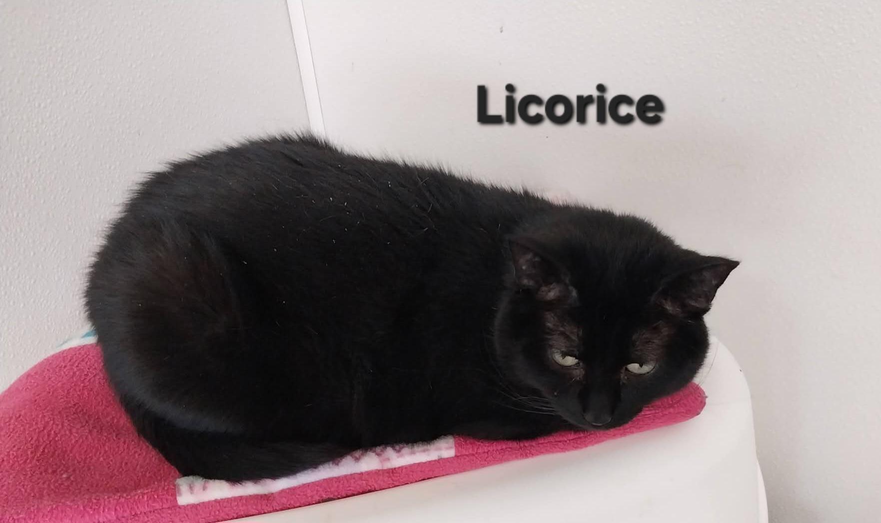 Enlarge Licorice , a ADOPTABLE Domestic Short Hair in Temple, PA image 2/4