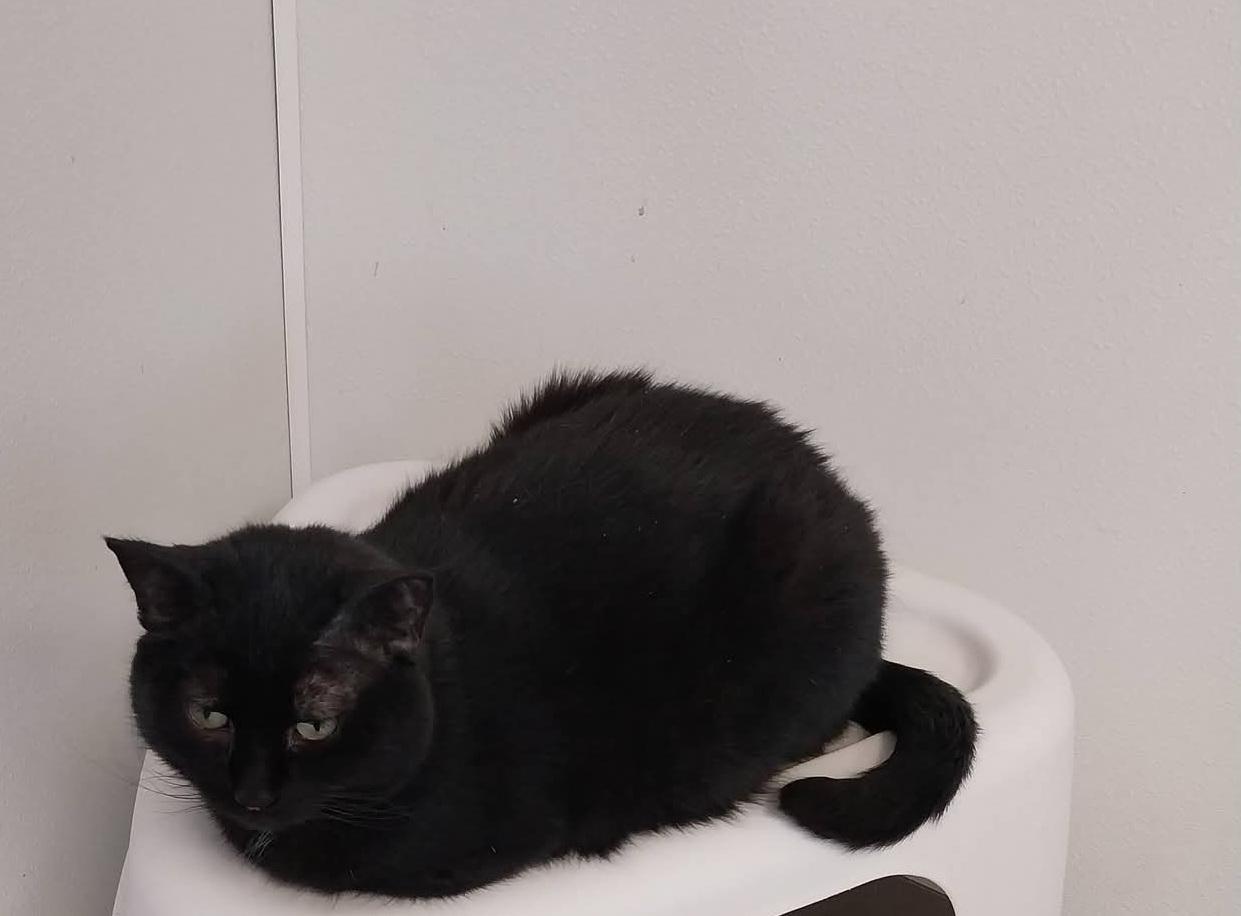 Enlarge Licorice , a ADOPTABLE Domestic Short Hair in Temple, PA image 3/4