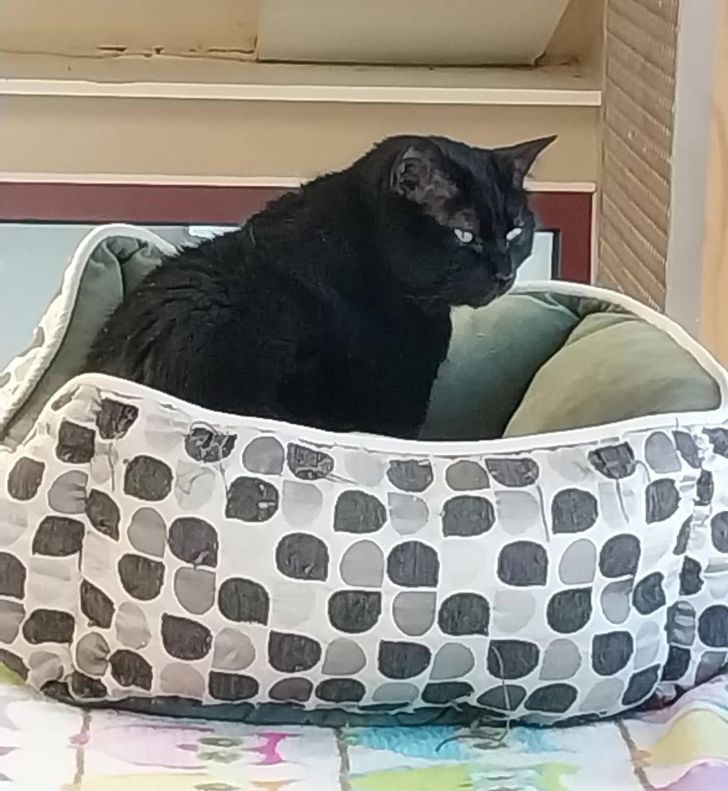 Licorice , ADOPTABLE, Adult Female Domestic Short Hair.