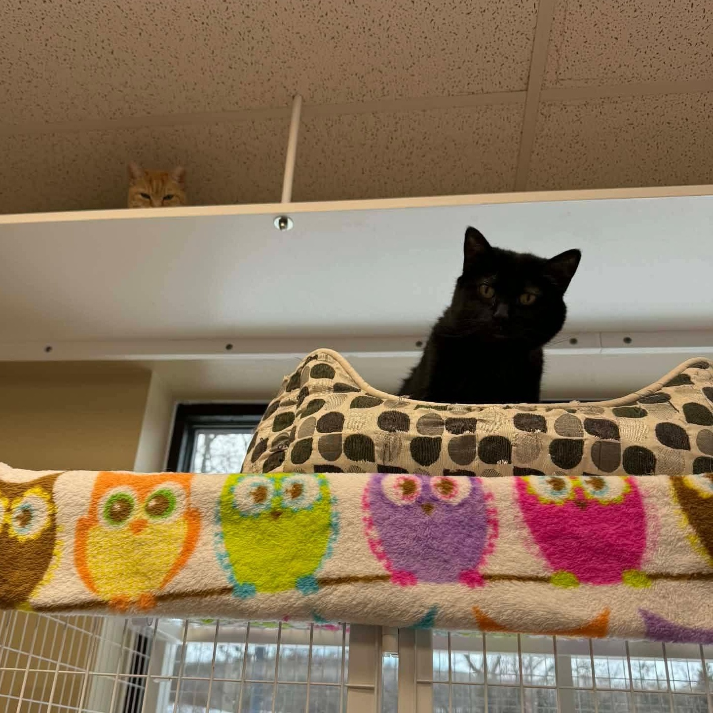 Enlarge Licorice , a ADOPTABLE Domestic Short Hair in Temple, PA image 4/4