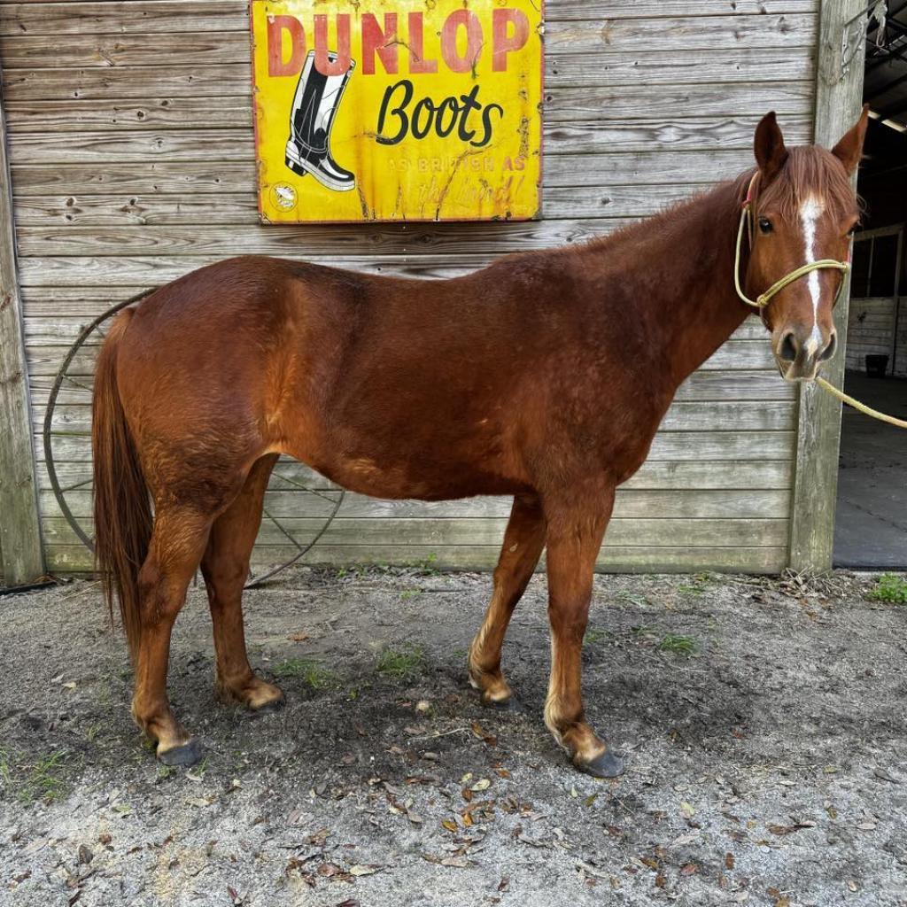 Enlarge Scarlett, a Adoptable Quarterhorse in Freeport, FL image 3/6