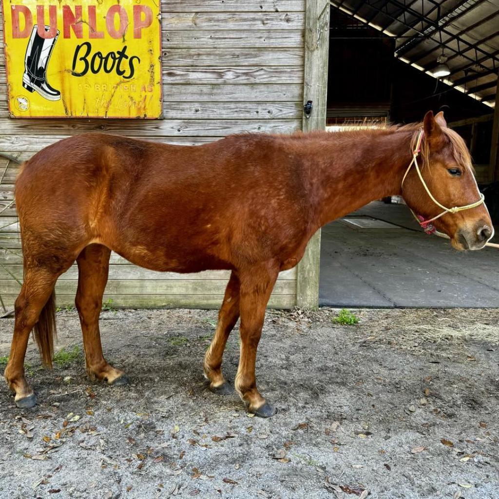 Scarlett, a Adoptable Quarterhorse in Freeport, FL image 2/6
