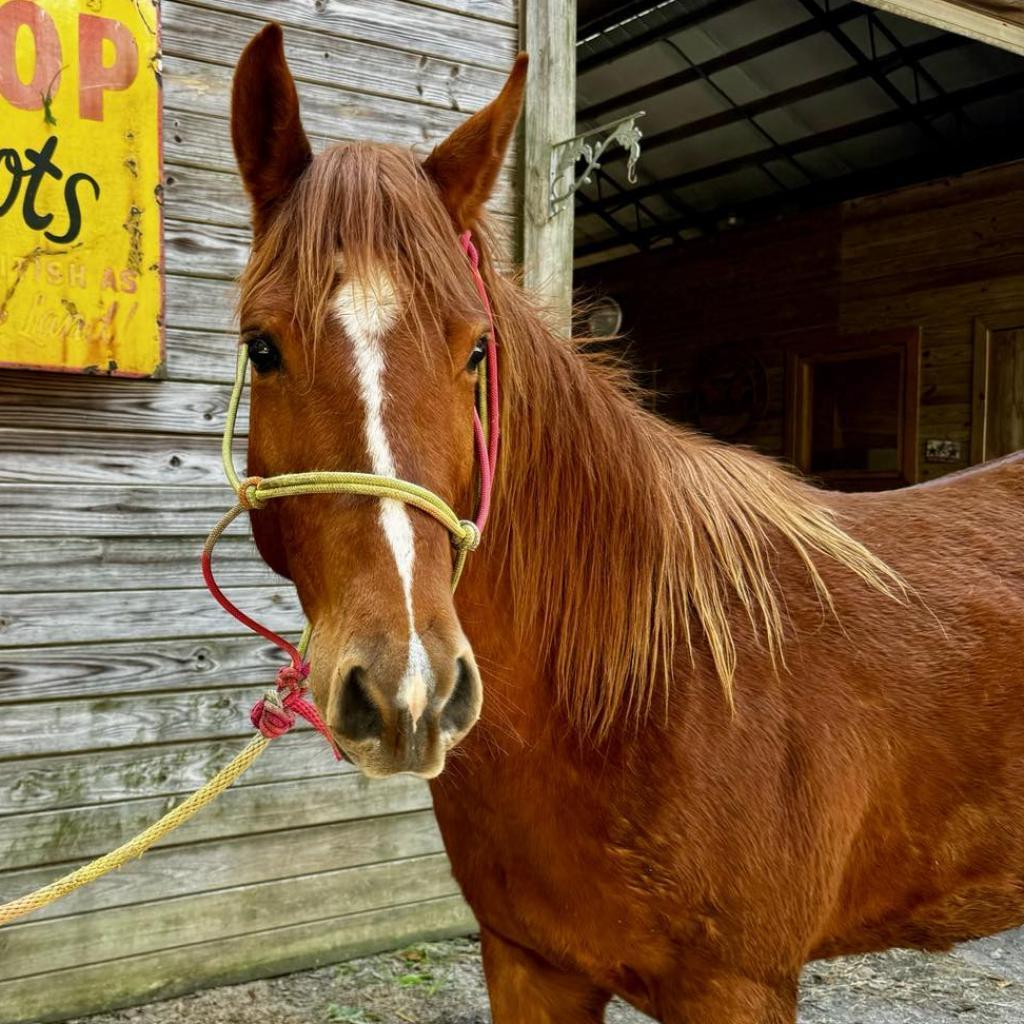 Scarlett, a Adoptable Quarterhorse in Freeport, FL image 3/6