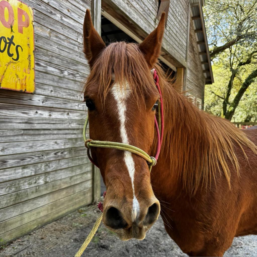 Scarlett, a Adoptable Quarterhorse in Freeport, FL image 4/6