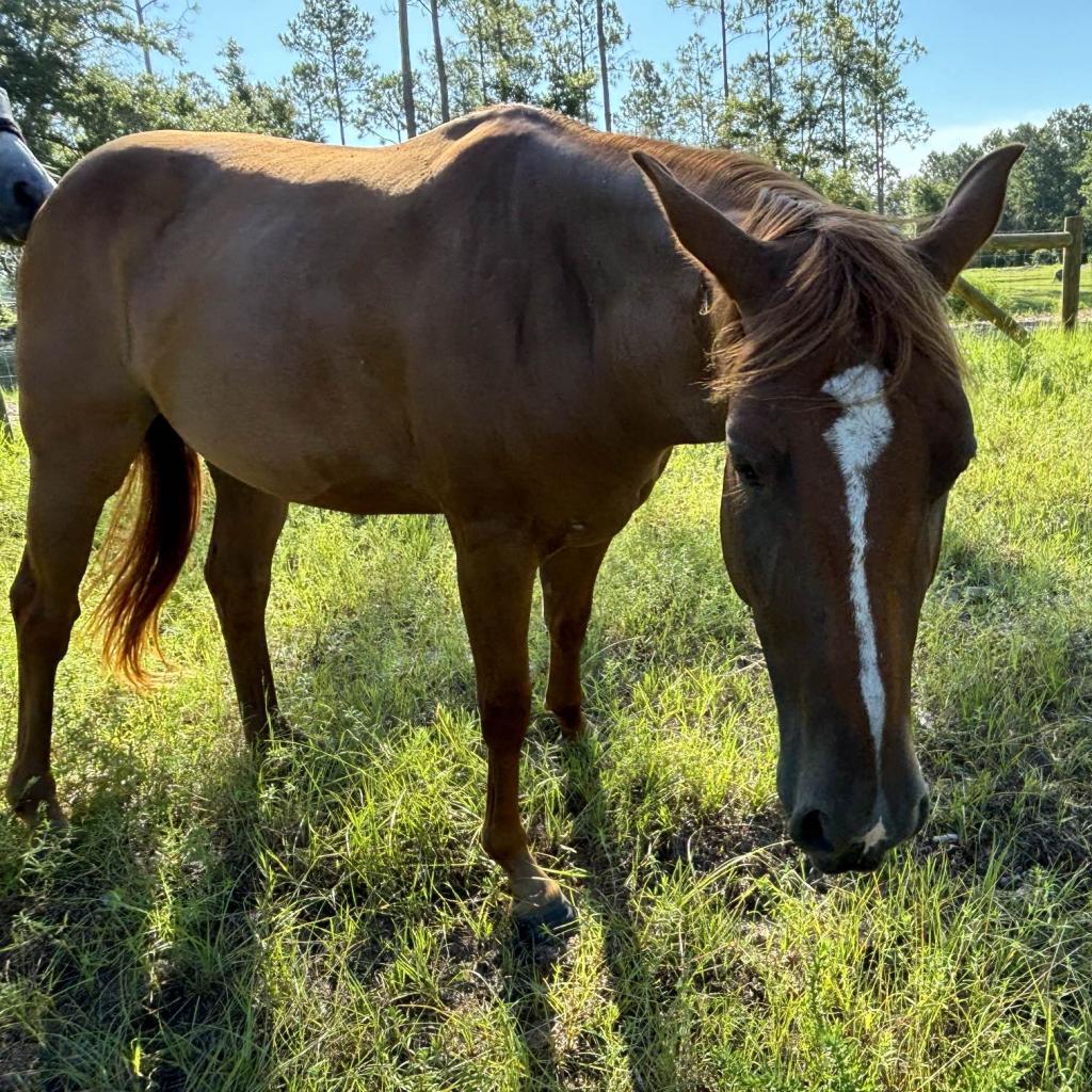 Scarlett, a Adoptable Quarterhorse in Freeport, FL image 6/6