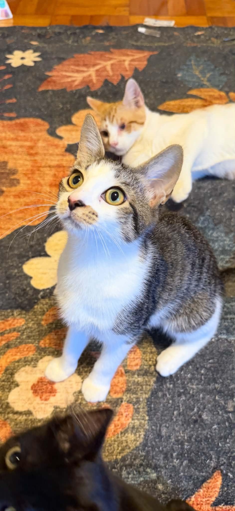 Enlarge Allie, a Adoptable Domestic Short Hair in Middleton, MA image 1/3