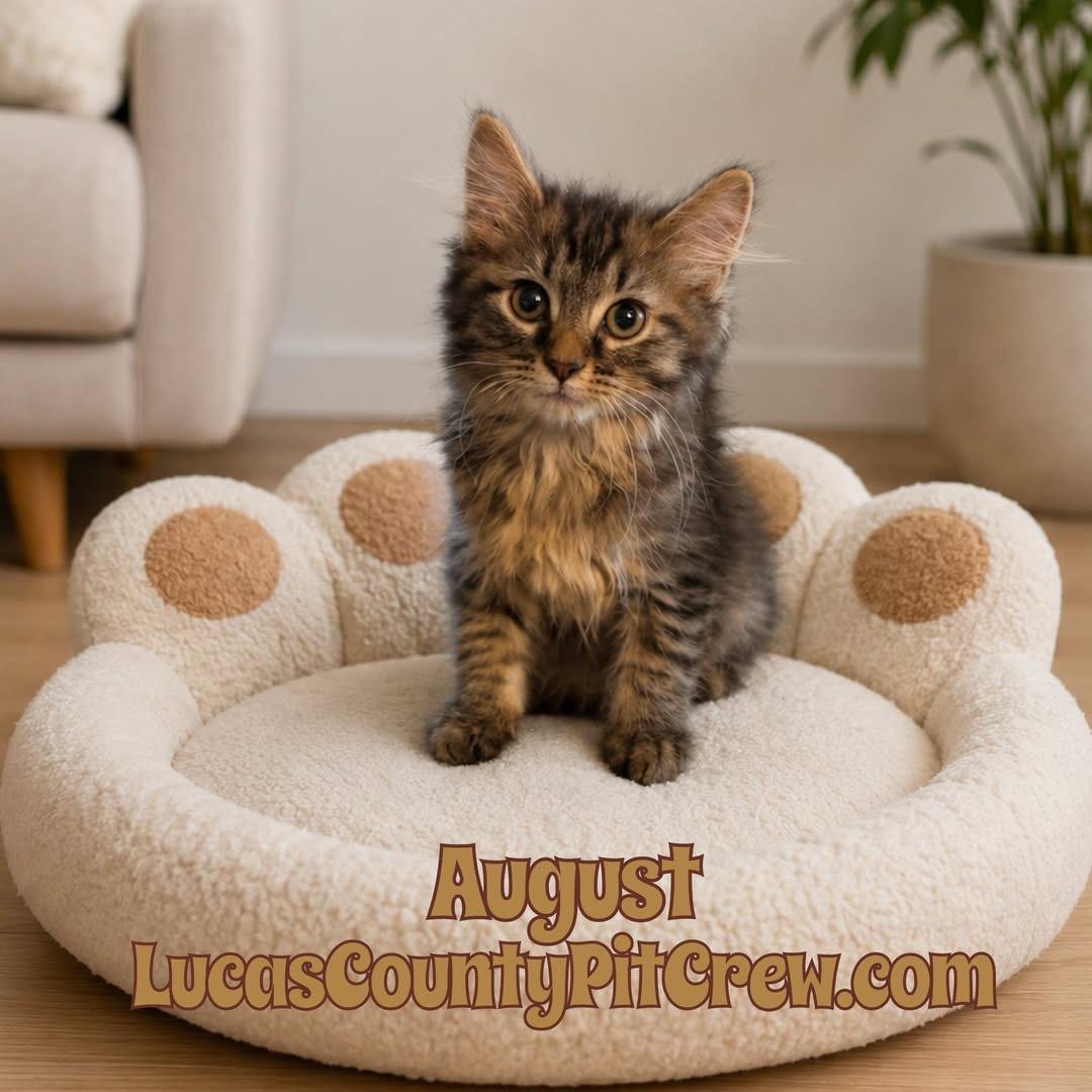 Enlarge August, an adopted mixed breed in Toledo, OH image 1/1