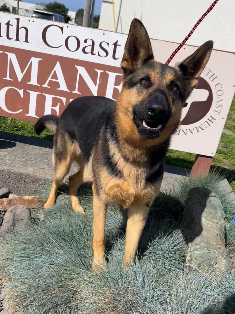 Enlarge Spud aka Thrasher, a Adoptable German Shepherd Dog in Brookings, OR image 1/1