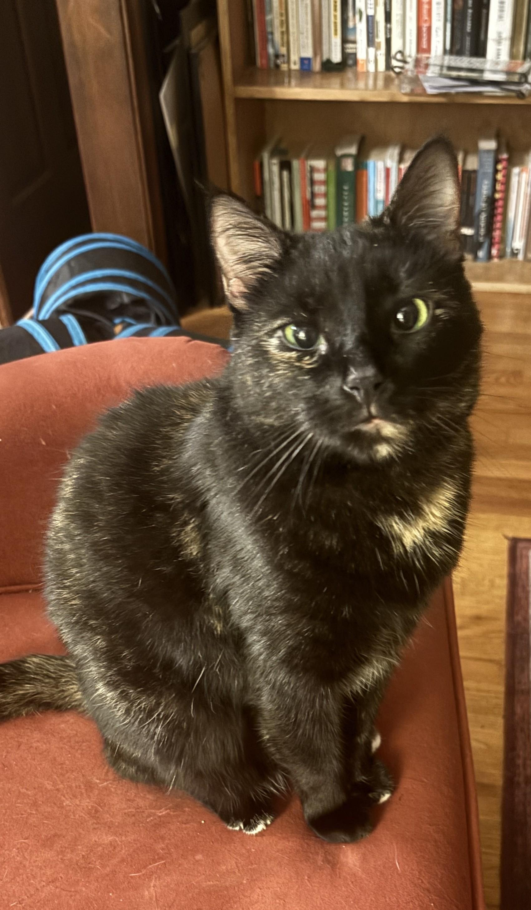 Enlarge Hayley, a ADOPTABLE Domestic Short Hair in Dover, DE image 5/6