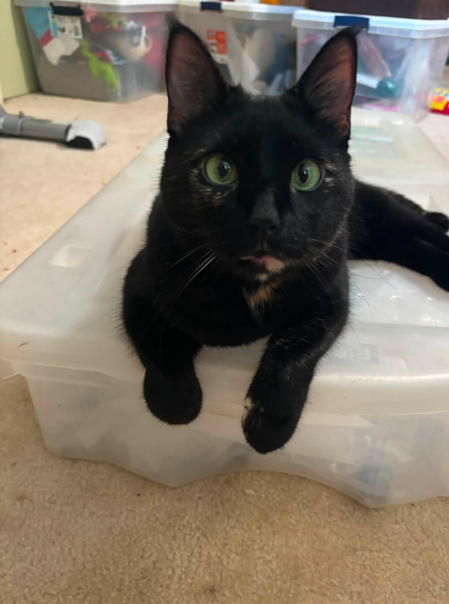 Hayley, a ADOPTABLE Domestic Short Hair in Dover, DE image 3/3